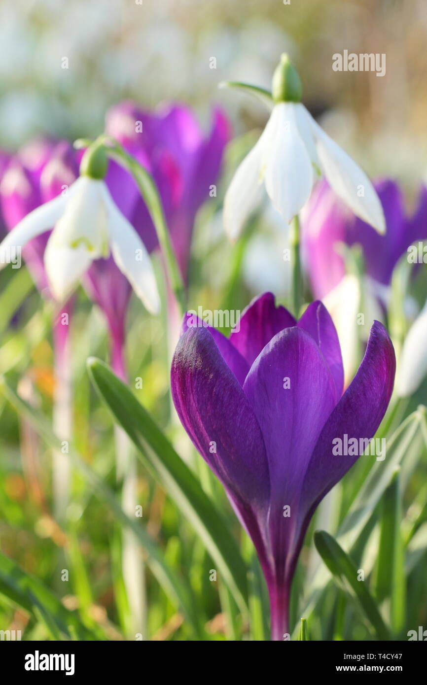 Bucaneve e crocus precoce. Galanthus nivalis e crocus tommasinianus naturlised in un prato - Febbraio, UK. Foto Stock