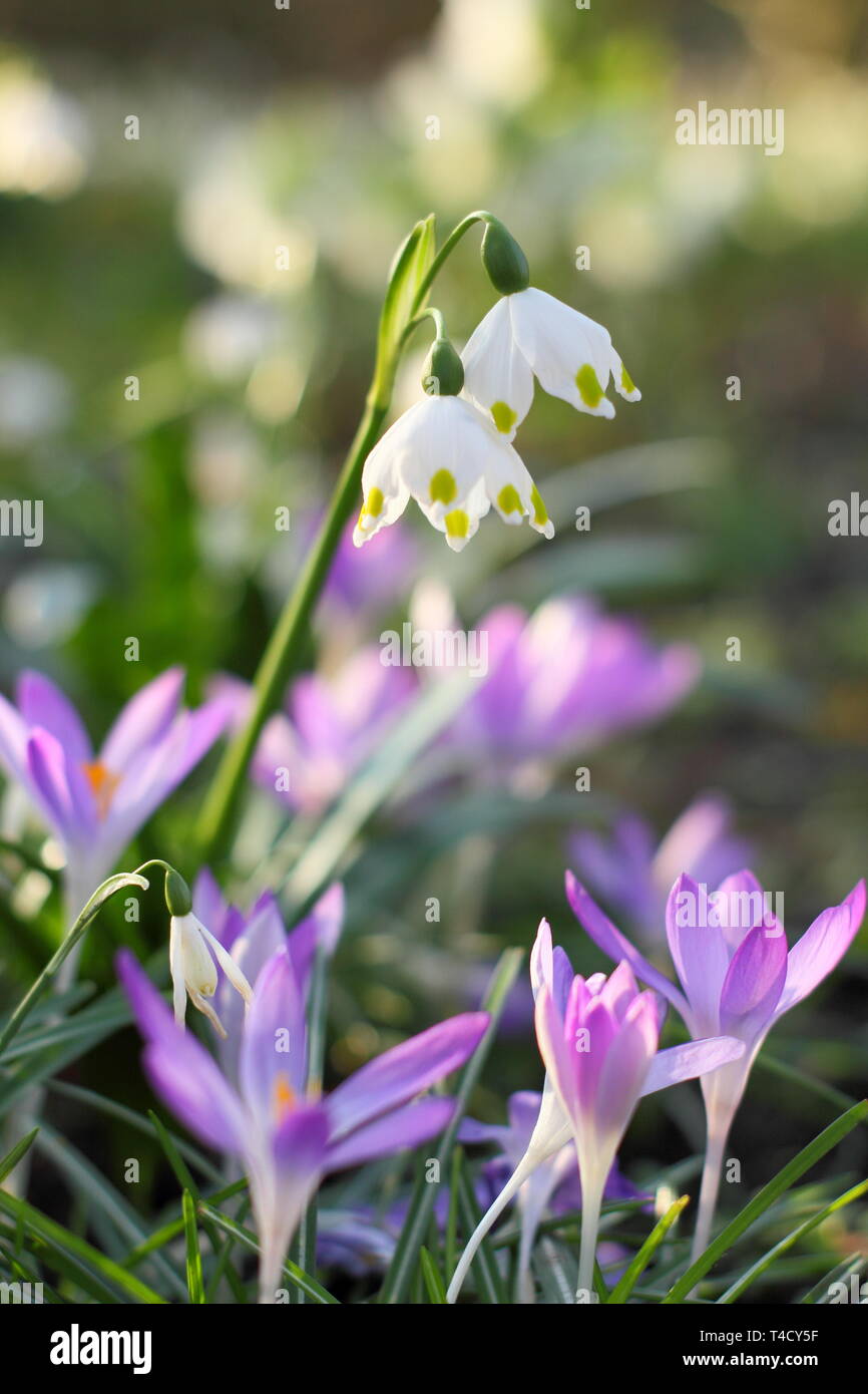 Leucojum vernum e crocus tommasinianus. Il simbolo del fiocco di neve di primavera e crocus fioritura in un tardo inverno giardino - Febbraio, REGNO UNITO Foto Stock