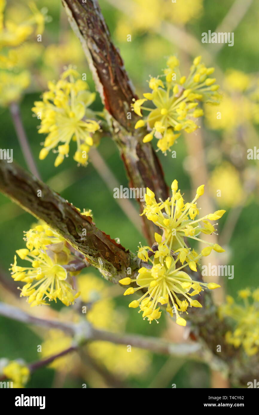 Cornus mas. Inizio della primavera fiorisce di Corniolo Foto Stock