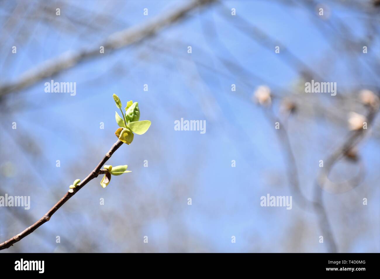 Foglie emergenti di Tulip Poplar Tree (Liriodendron Tulipifera) in primavera Foto Stock