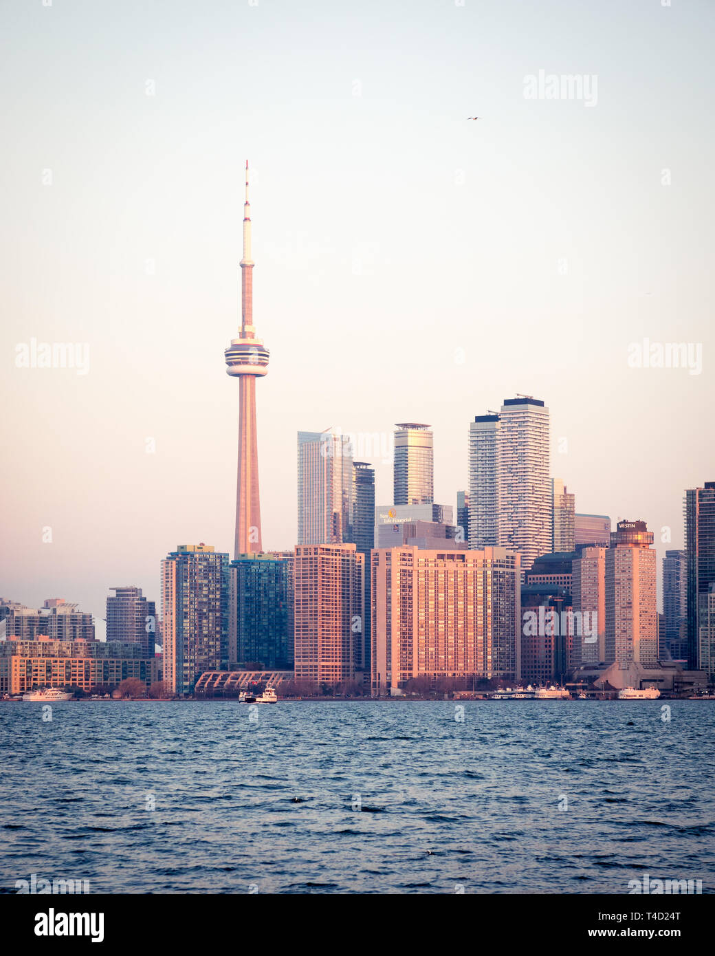 La CN Tower e spettacolare skyline di Toronto, Ontario, Canada, come si vede da Ward's Island (Toronto Islands) attraverso il lago Ontario. Foto Stock