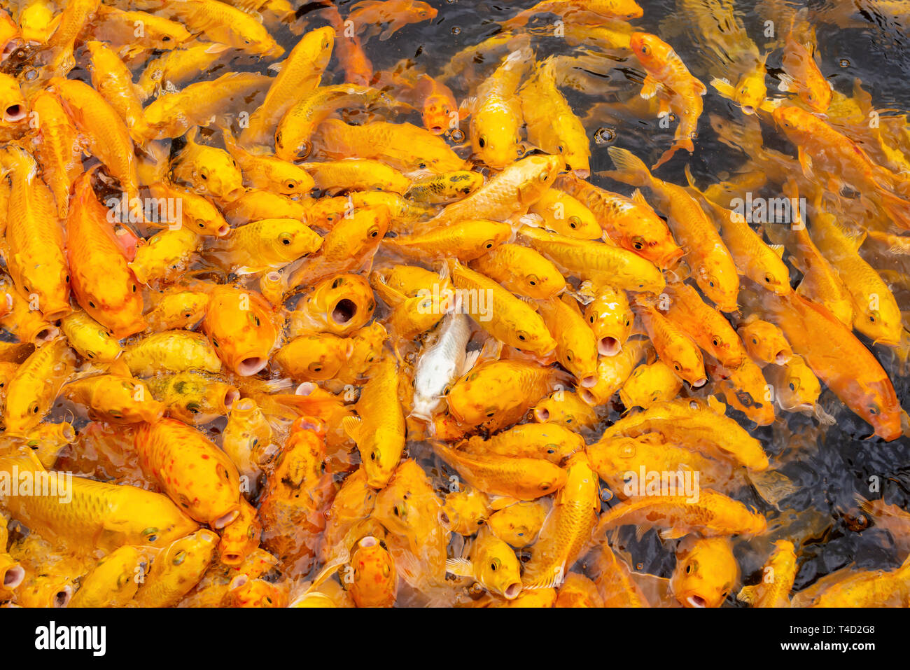 Affollata golden carpe in cerca di cibo in un stagno Foto Stock