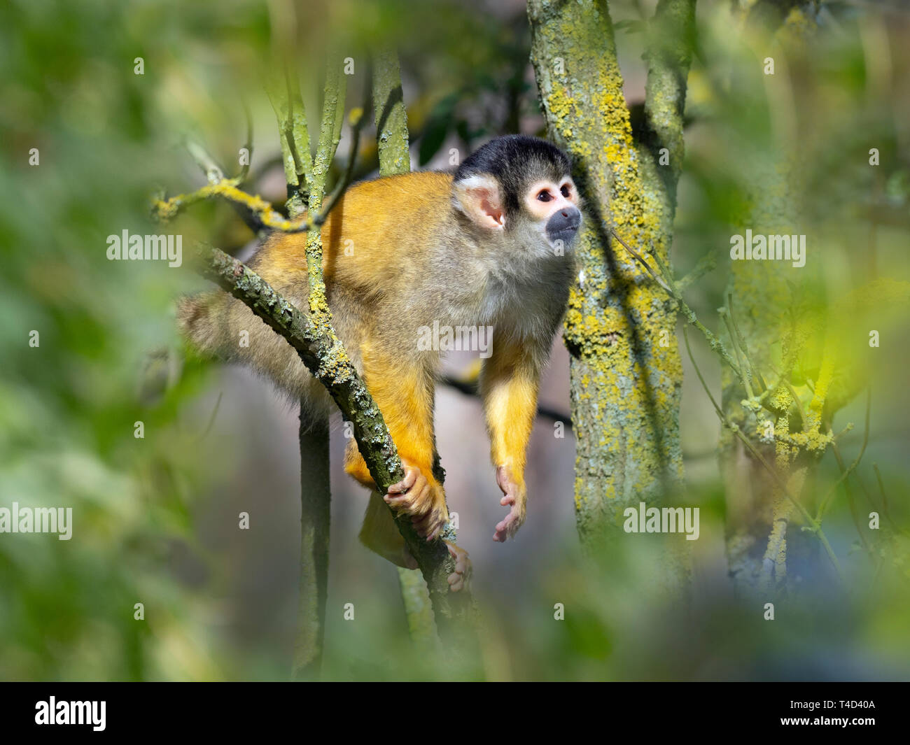 Nero-capped Scimmia di scoiattolo Saimiri boliviensis captive ritratto Foto Stock