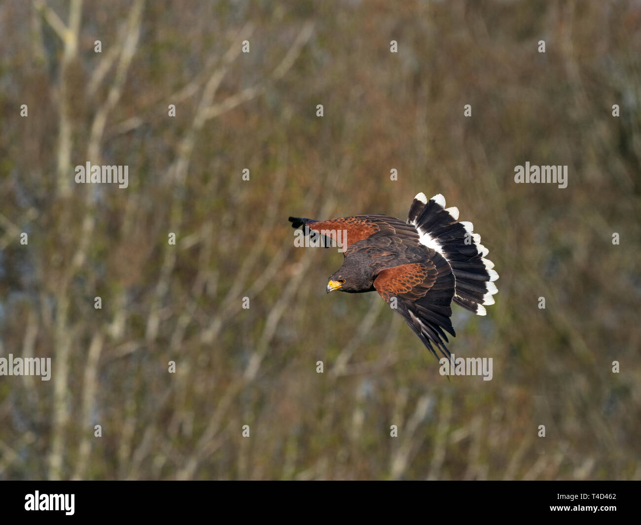 La Harris hawk Parabuteo unicinctus in volo Foto Stock