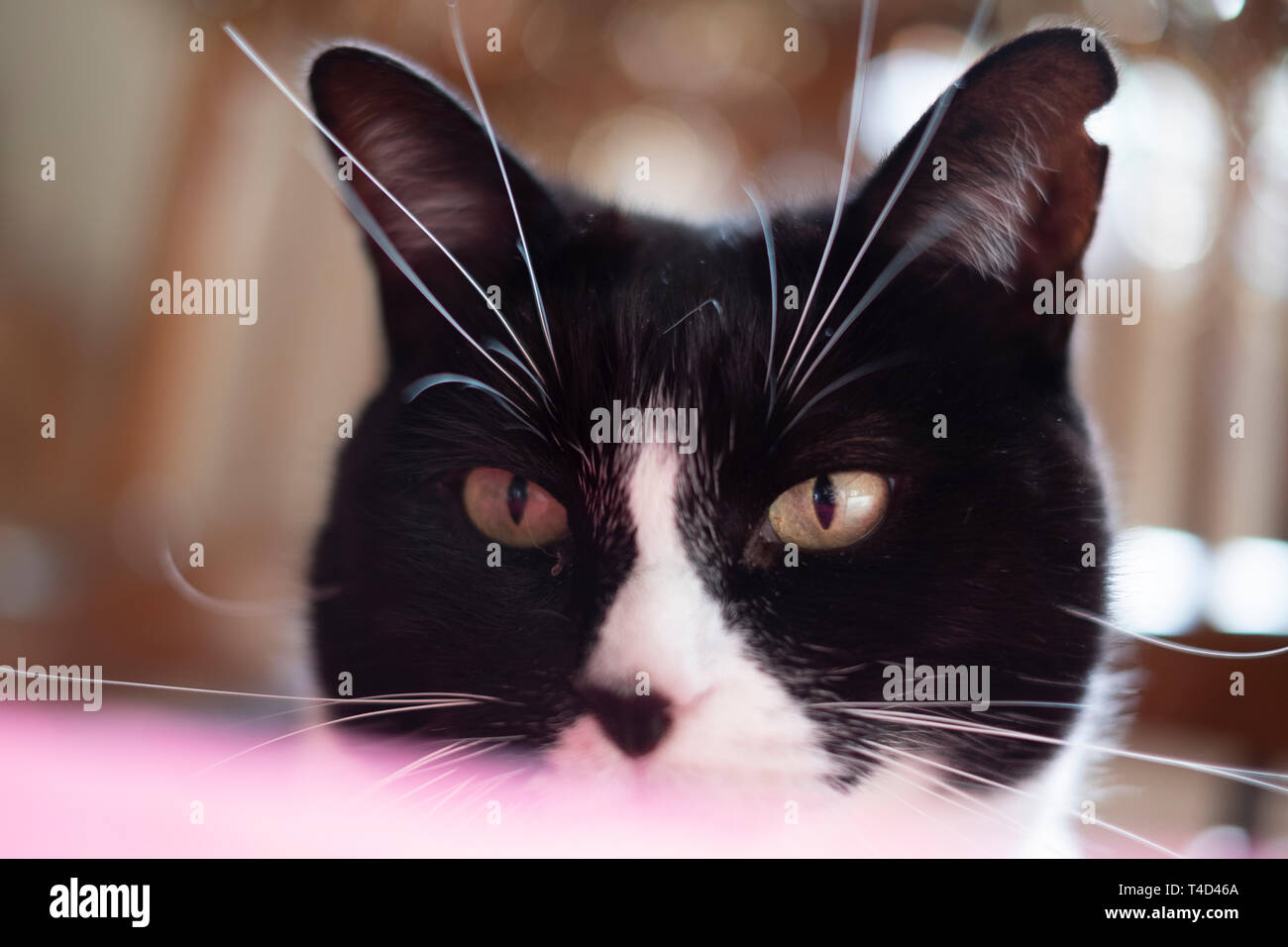 Un gatto trascorrere qualche ora di relax ricreazione! Foto Stock