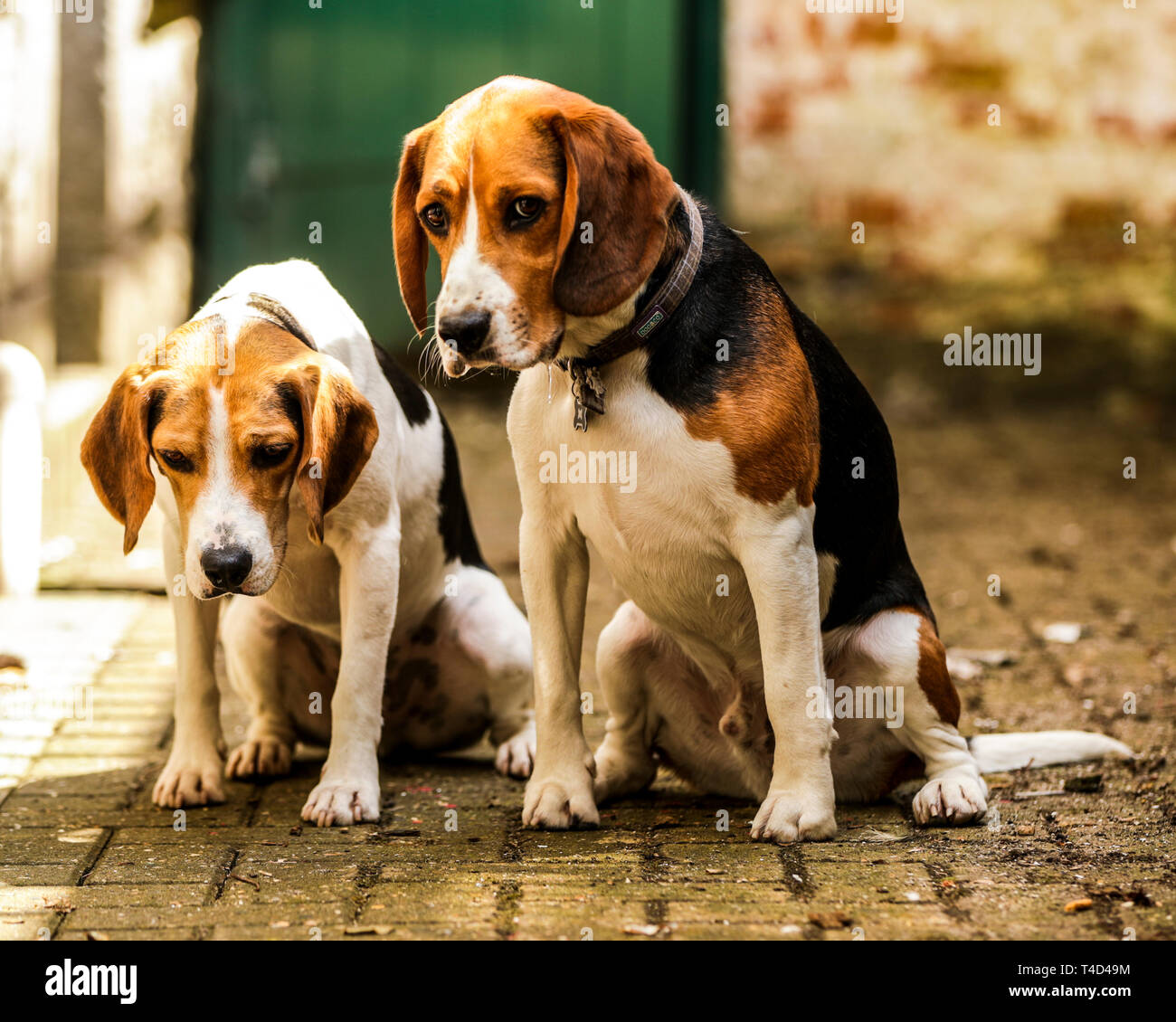 Cane Beagle godendo il tempo di gioco all'aperto su una vecchia base militare nel Devon UK. Foto Stock