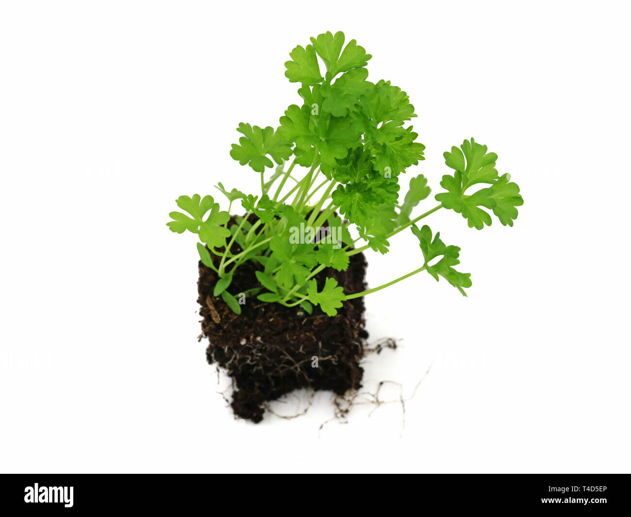 Giovani freschi prezzemolo con radici isolati su sfondo bianco Foto Stock