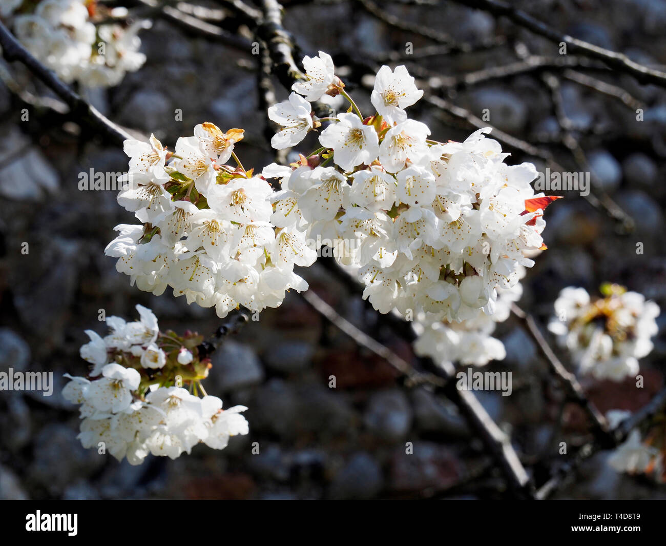 White apple blossom fa bella la visualizzazione in un giorno di aprile. Foto Stock
