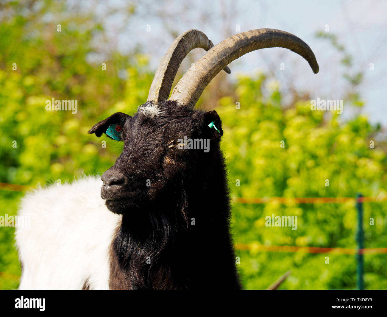Bianco e nero Bagot capra con piena di corna. Foto Stock