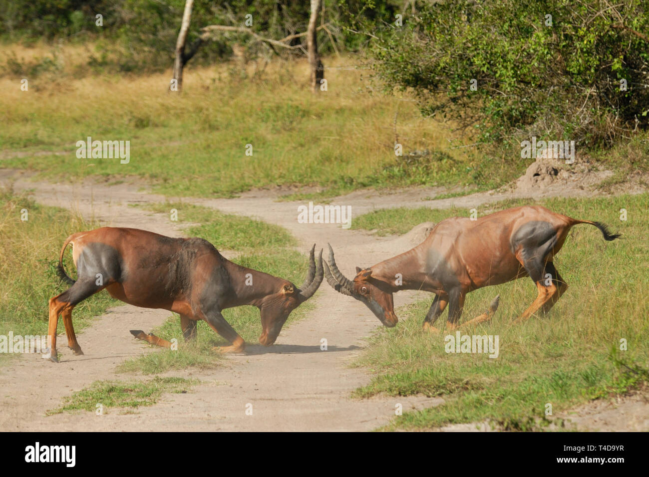 Topi maschi (Damaliscus lunatus) combattimenti nel lago Mburo National Park Foto Stock