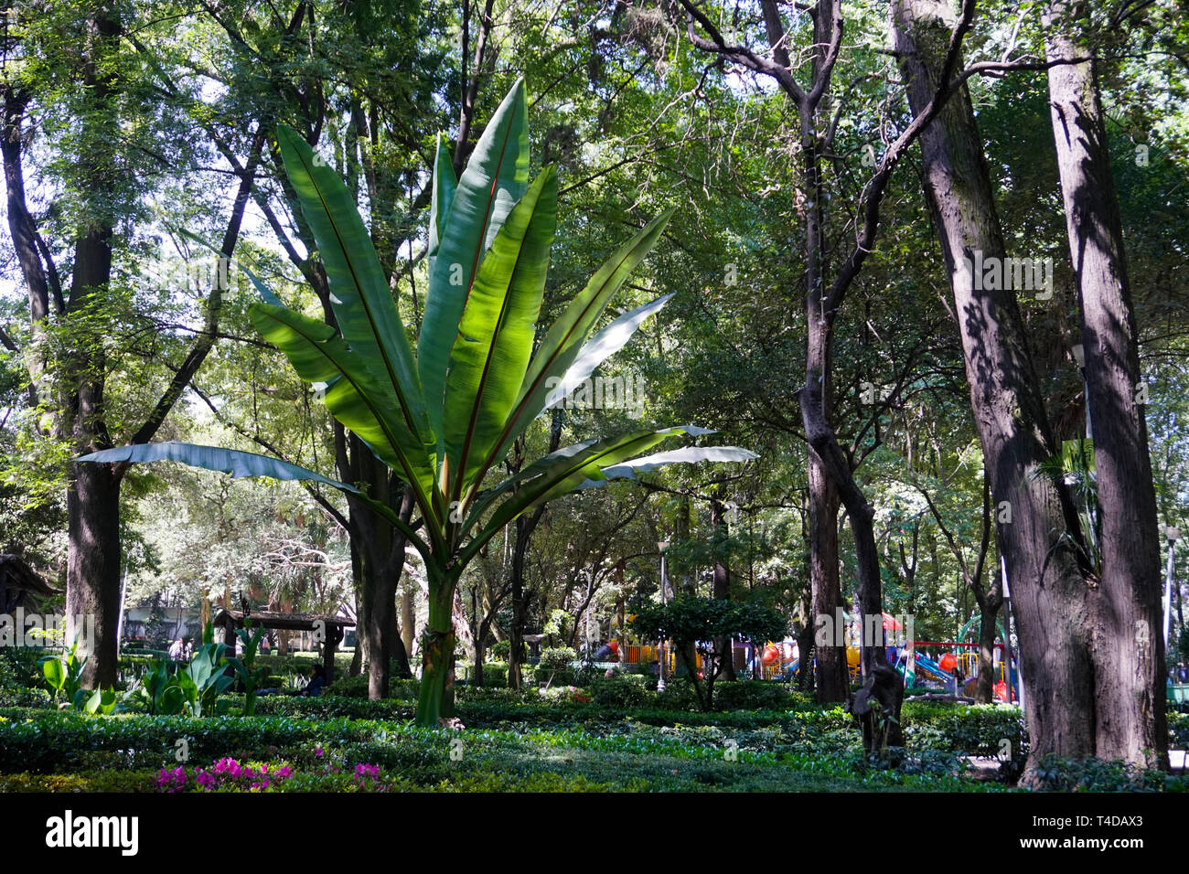 Parque Mexico, il parco della città nel Hipodromo/Roma quartiere di Città del Messico. Foto Stock