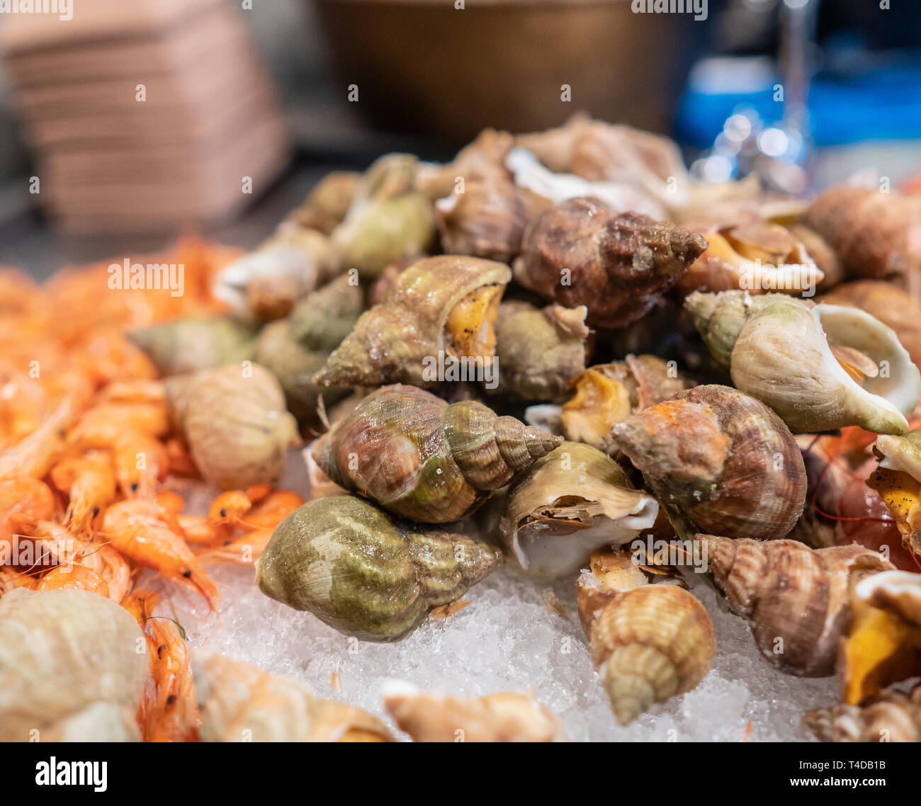 Piatti a base di frutti di mare freschi mercato mostrano Spotted Babilonia Foto Stock