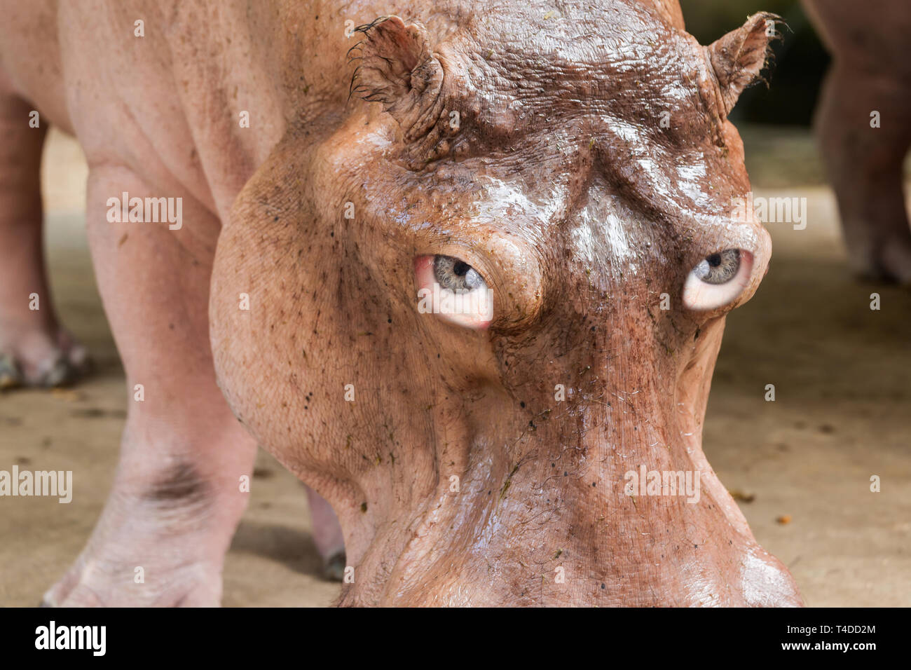 Ritratto di un ippopotamo testa con gli occhi umani - photoshop composizione Foto Stock