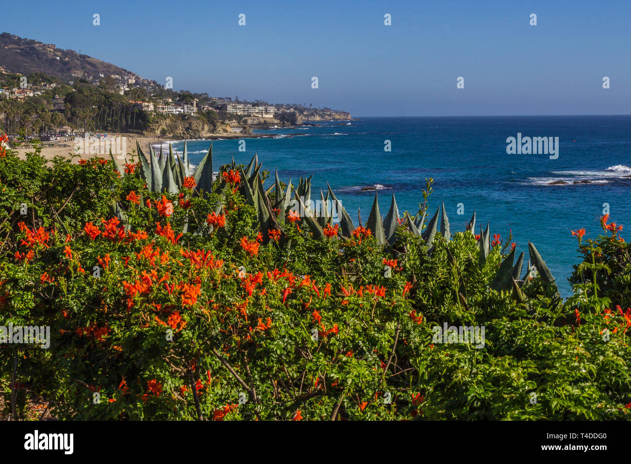 La California del Sud piante native telaio Laguna Spiaggia Costa e le case di lusso Foto Stock