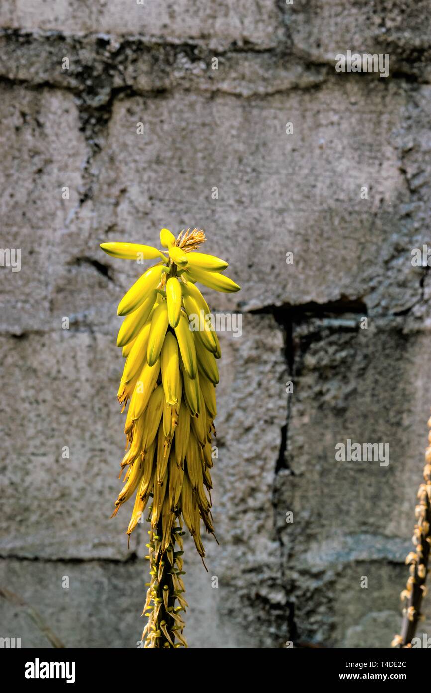 Unico spike di giallo Kniphofia pianta contro incrinato muro di confine Foto Stock