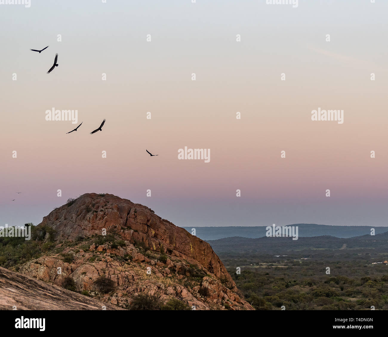 Un comitato degli avvoltoi svetta oltre la collina di roccia incantata al tramonto su una chiara e bella serata nel Paese delle Colline del Texas centrale. Foto Stock