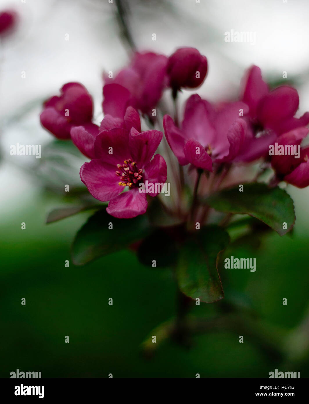 Fiore di Ciliegio in Regent's Park Foto Stock