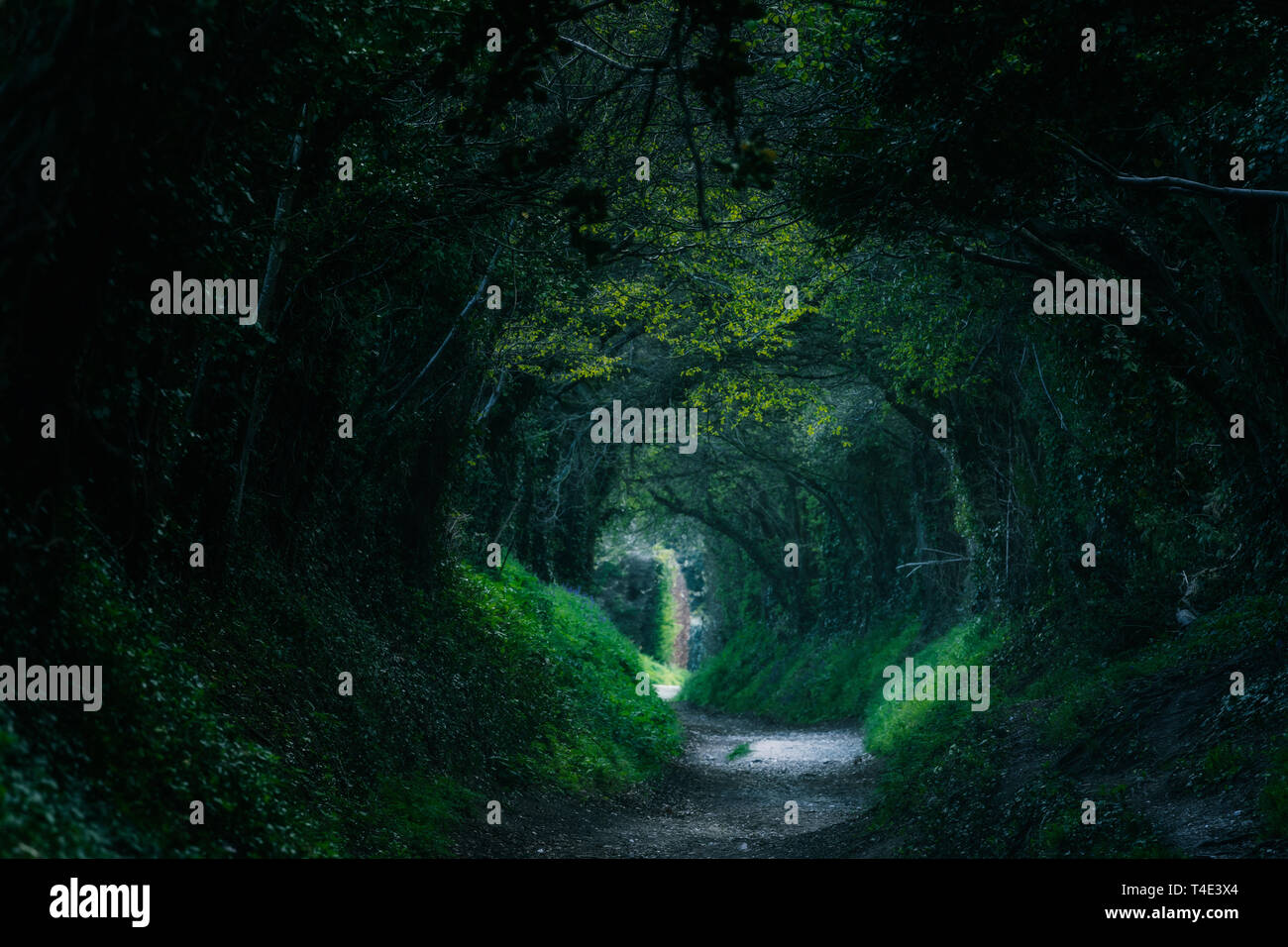 Mill Lane, Halnaker, Sussex England, Regno Unito, Europa Foto Stock