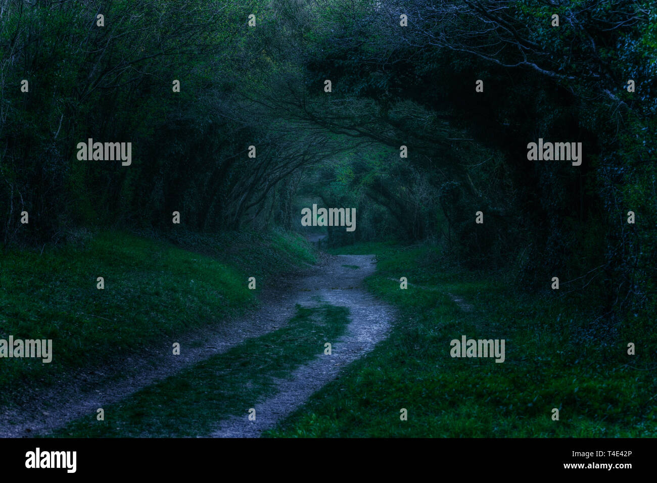 Mill Lane, Halnaker, Sussex England, Regno Unito, Europa Foto Stock