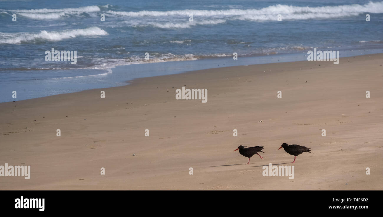 Coppia di neri africani oystercatchers sul sentiero Oystercatcher. Fotografato in Boggams baia vicino a Mossel Bay sulla Garden Route del Sud Africa Foto Stock