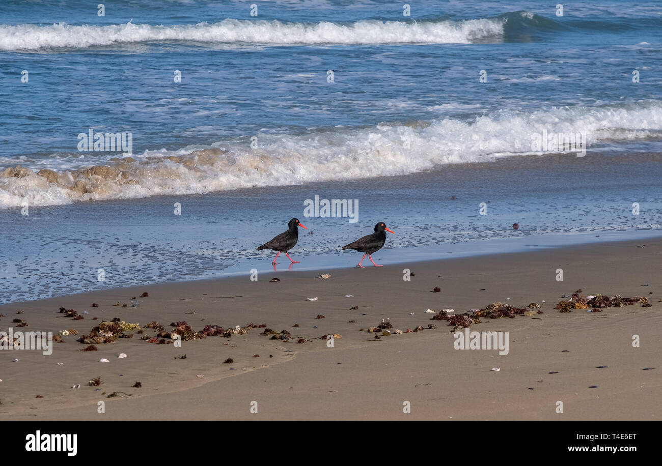 Coppia di neri africani oystercatchers sul sentiero Oystercatcher. Fotografato in Boggams baia vicino a Mossel Bay sulla Garden Route del Sud Africa Foto Stock