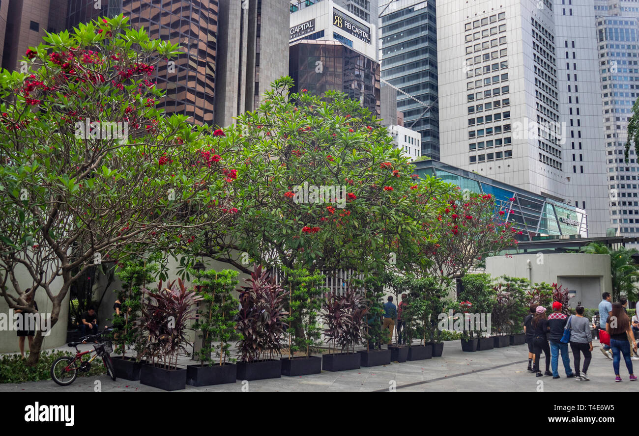 Alberi di frangipani con fiori di colore rosso nel centro cittadino di Singapore. Foto Stock