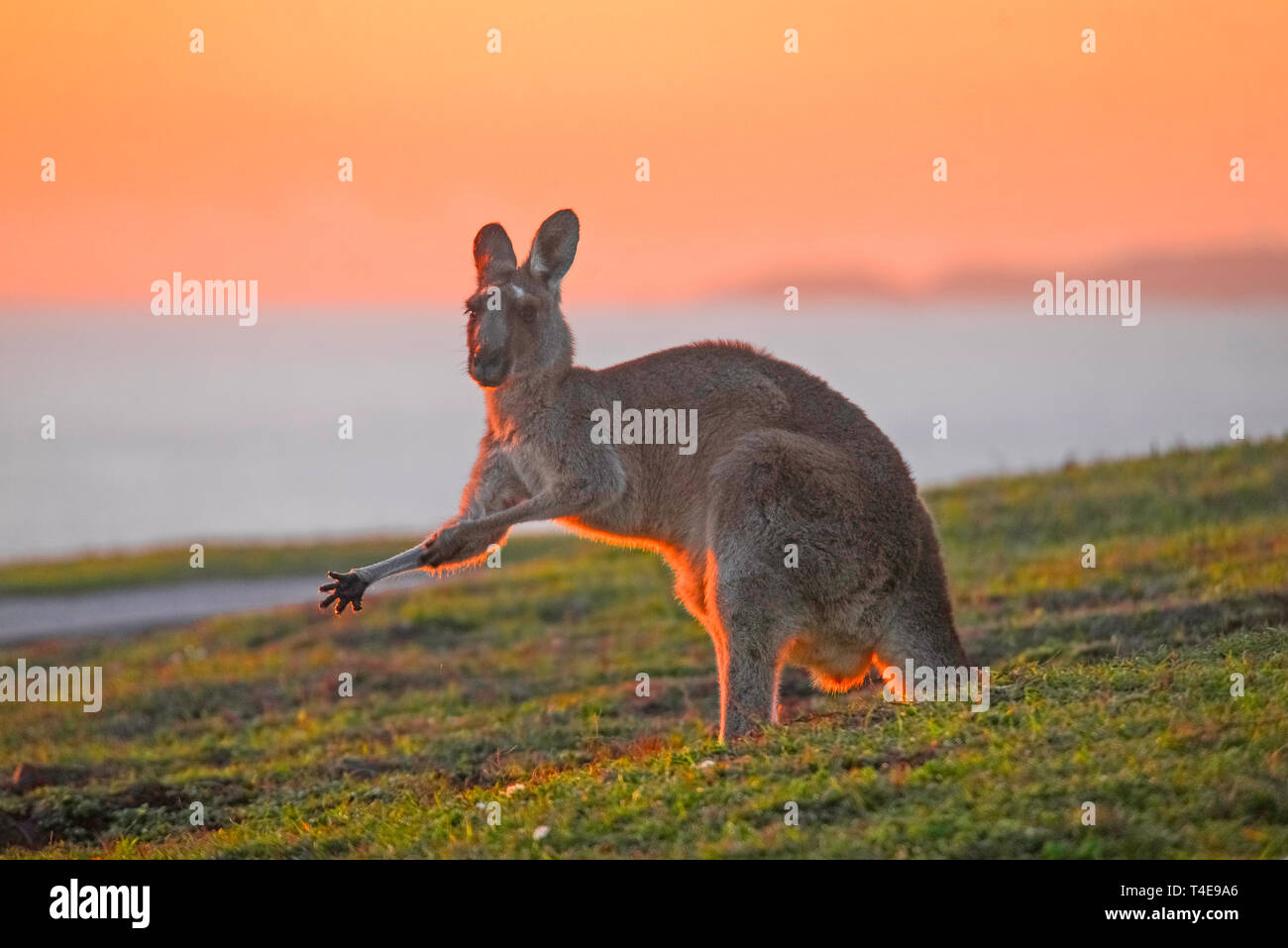 Un canguro al tramonto in Emerald Beach, Australia Foto Stock