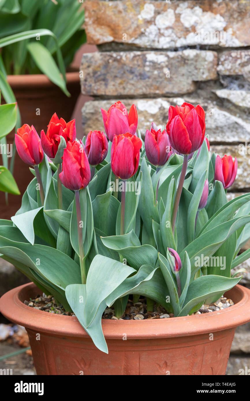 Tulipa 'Couler Cardinale". Tulip 'Couler Cardinale' fiori in un vaso in terracotta in primavera Foto Stock