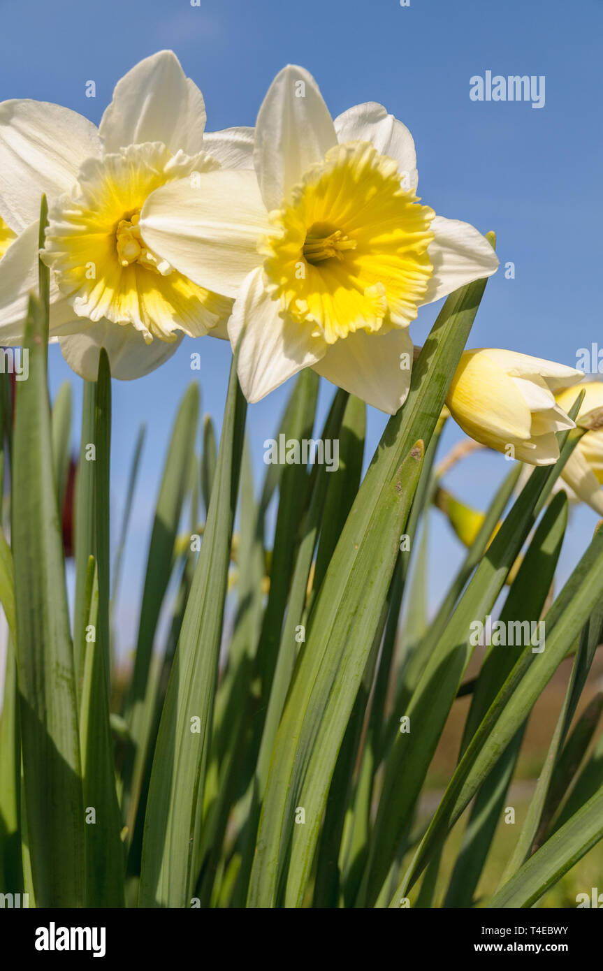 Giallo fresco narcisi (Narcissus) sono fioritura contro un cielo blu in una giornata di sole in primavera. Foto Stock