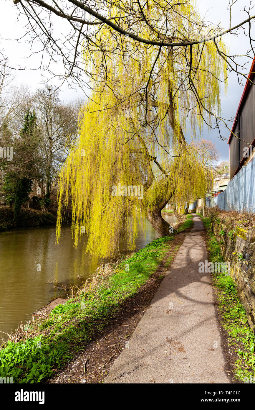 Salice piangente dal canale. Foto Stock