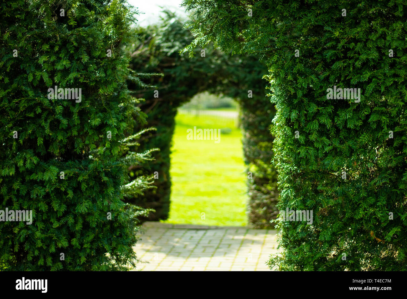 Archway creato da foglie Foto Stock