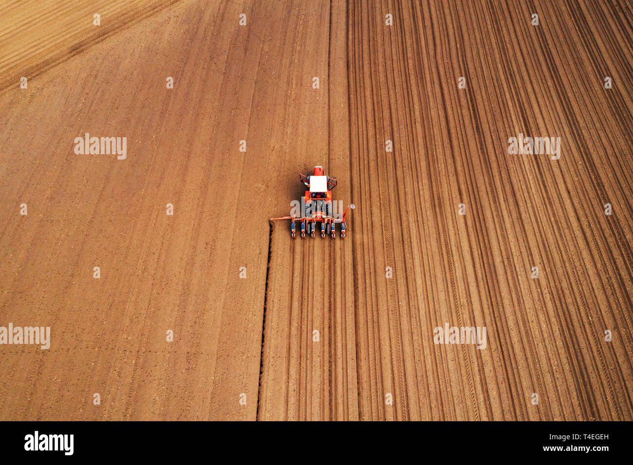 Drone fotografia del trattore con una seminatrice a lavorare nel campo dei macchinari agricoli è piantare il seme in fresco terreno arato Foto Stock