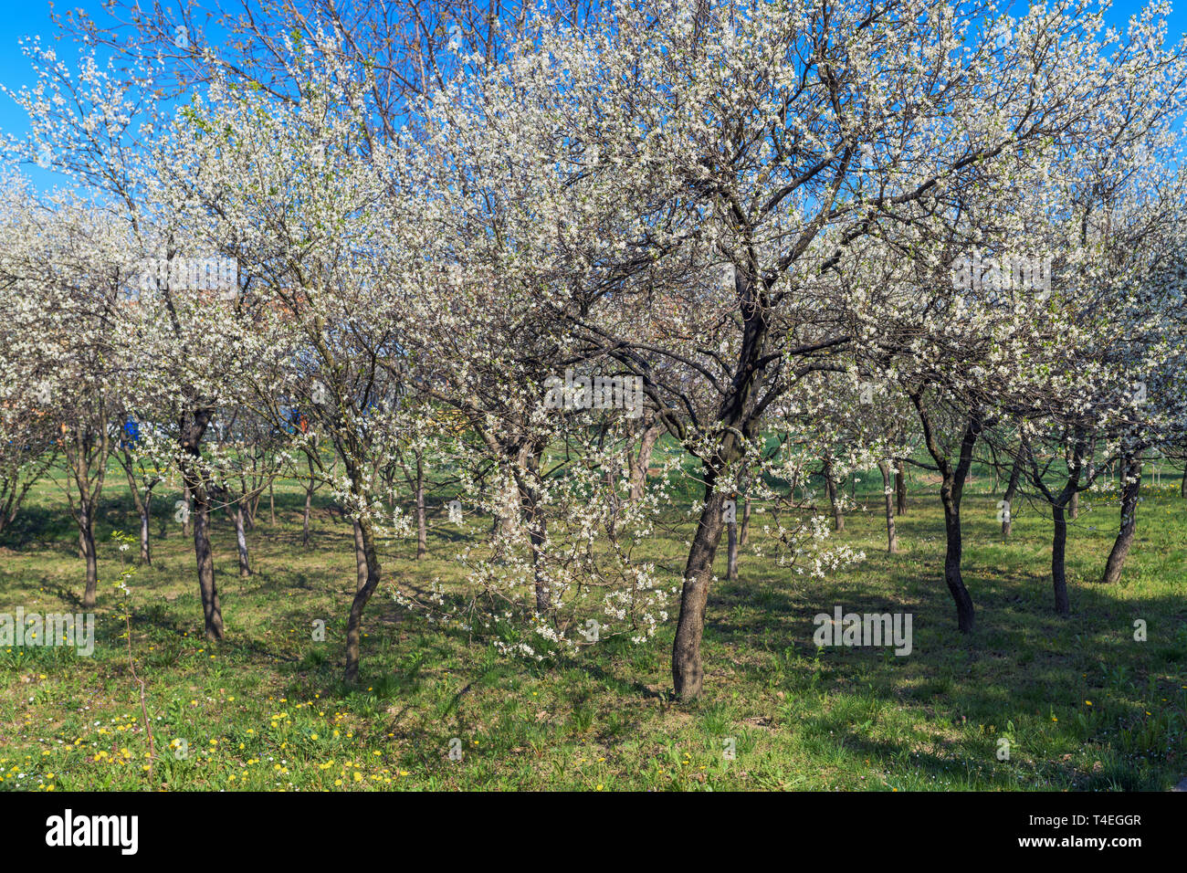 Blooming Cherry Orchard in primavera, bella mattina di primavera in scena con n. di persone Foto Stock