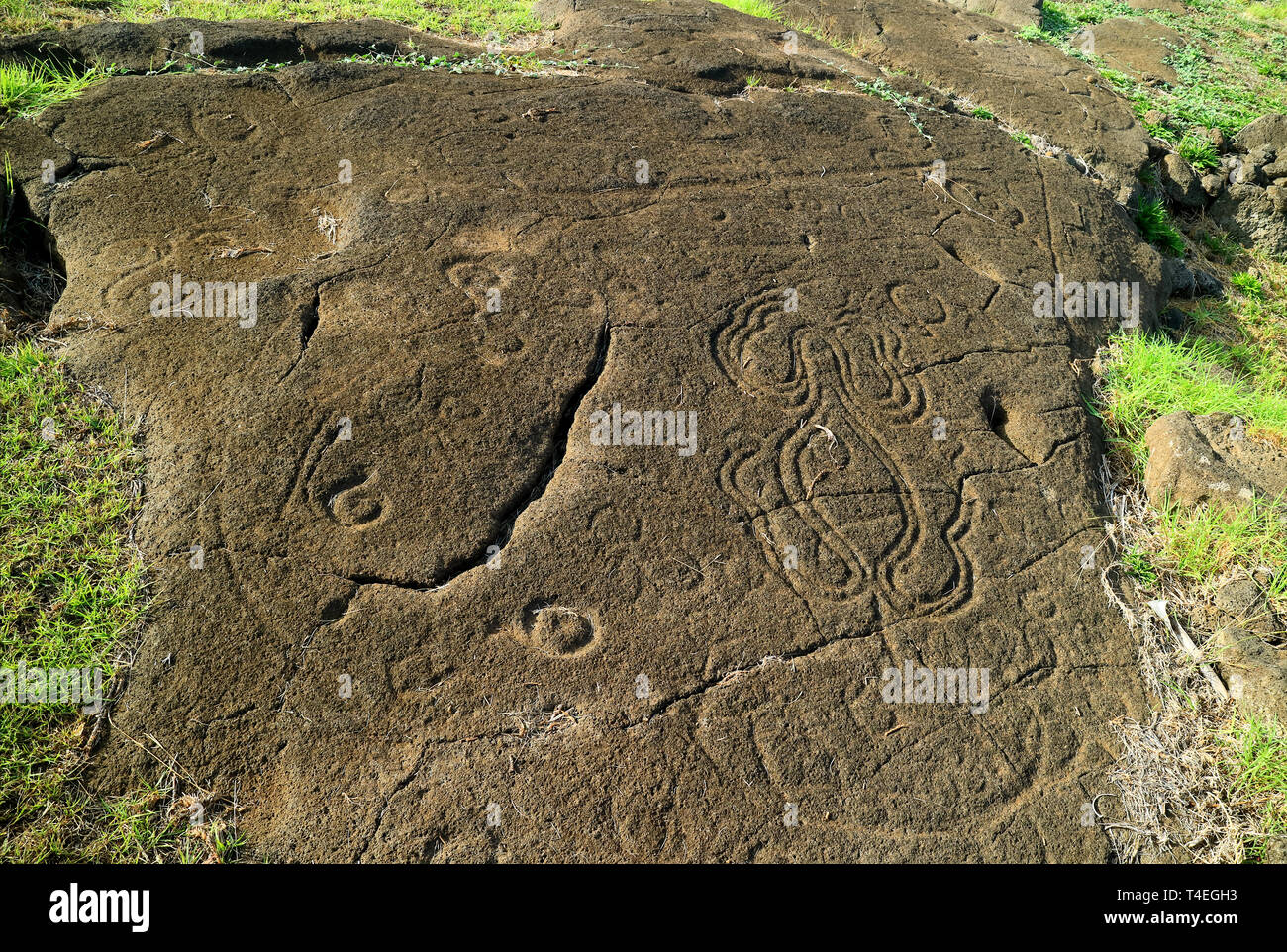 Antica Petrogryphs di molti ganci chiamato Papa Mangai e un polipo o granchio al Papa Vaka sito archeologico, Isola di Pasqua, Cile Foto Stock