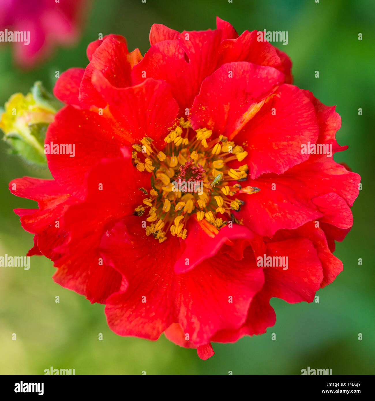 Una ripresa macro di un greenfly strisciando attraverso il centro di un rosso geum bloom. Foto Stock