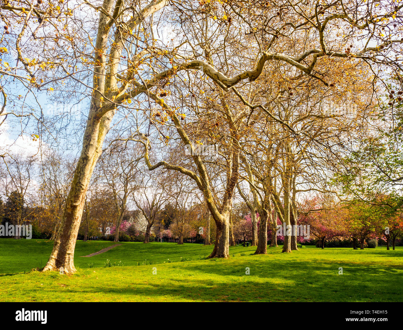 Alberi a Lewisham Park Gardens - a sud-est di Londra - Inghilterra Foto Stock