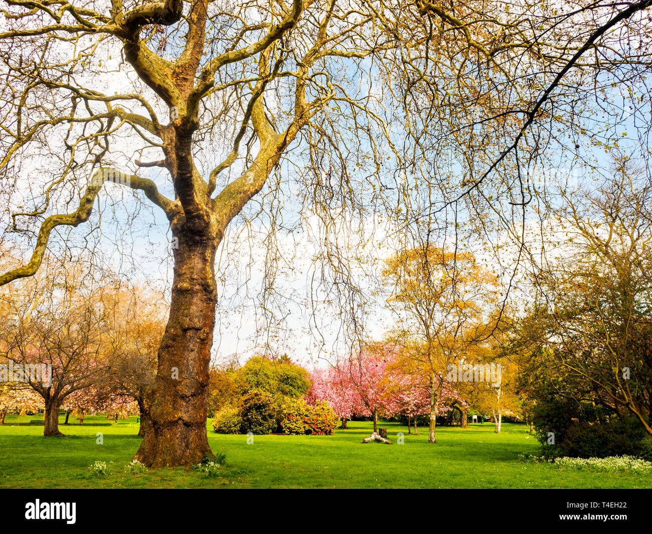 Alberi a Lewisham Park Gardens - a sud-est di Londra - Inghilterra Foto Stock