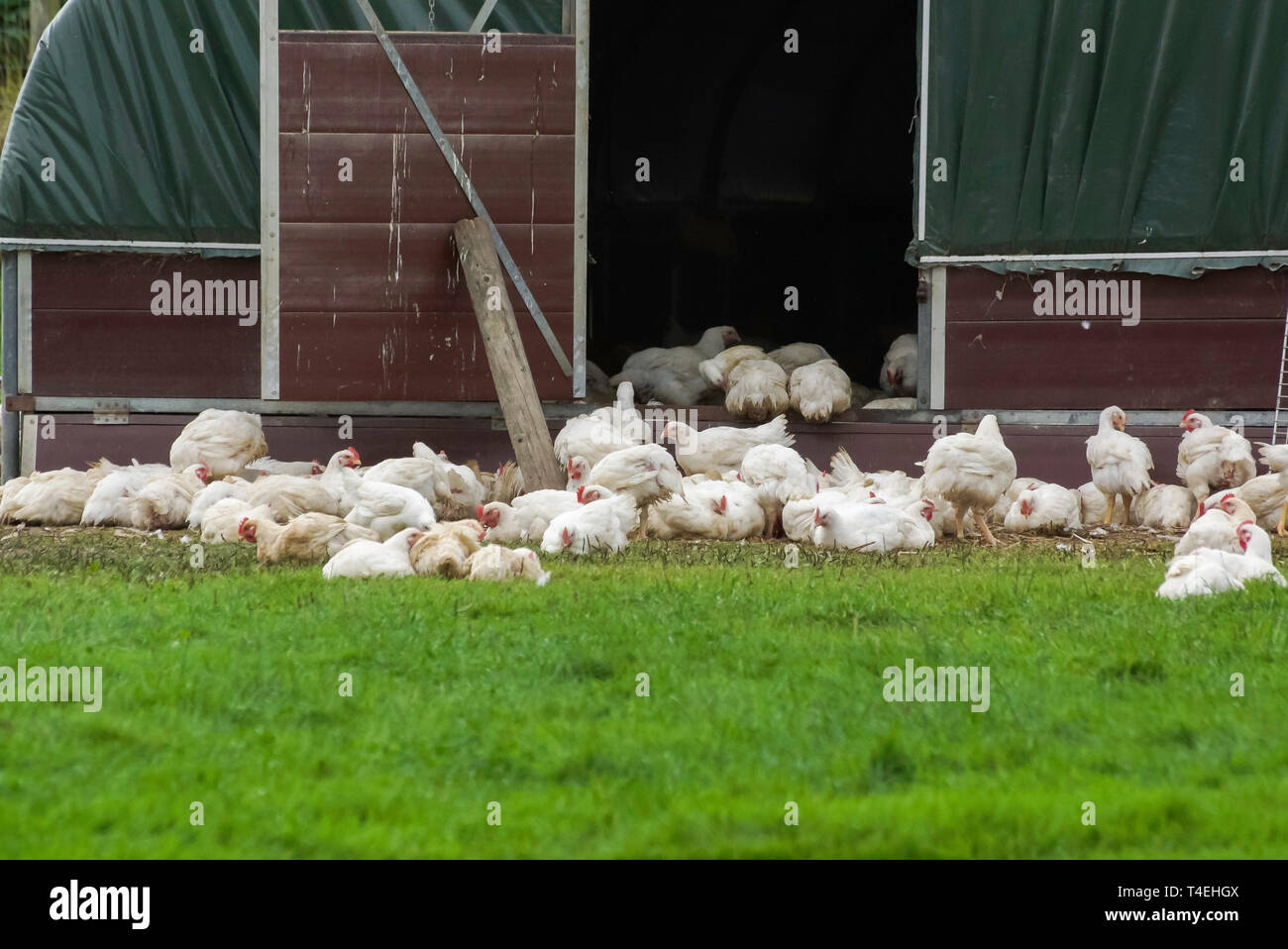 Organici di polli ruspanti al di fuori di un capannone di pollo essendo permesso di vivere in modo più naturale la vita all'aperto Foto Stock