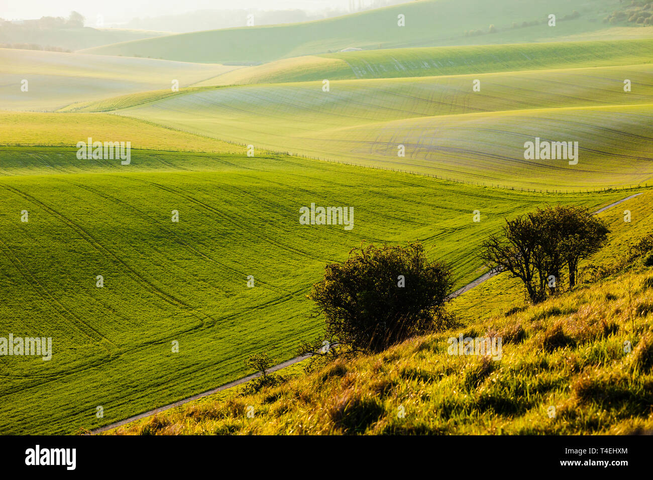 La molla sunrise in South Downs National Park, West Sussex, in Inghilterra. Foto Stock