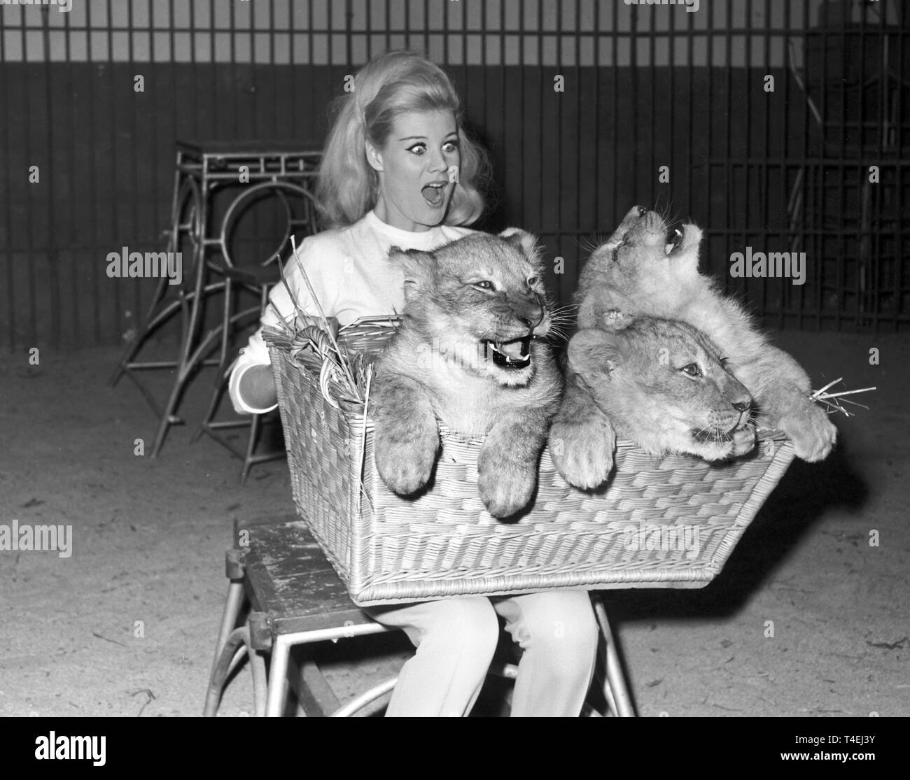 Un domatore di animali di circo Krone di Monaco di Baviera ha un cesto pieno di lion neonati sul suo giro (non datato foto di archivio dal 1963). | Utilizzo di tutto il mondo Foto Stock