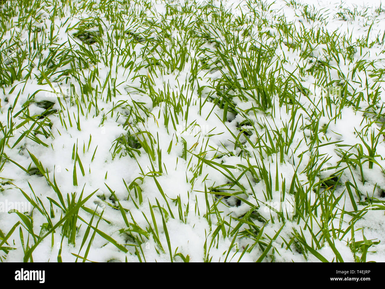 Piantine di segala invernale sulla neve Foto Stock