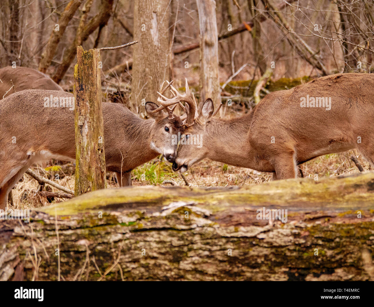 Due giovani adulti white-tailed deer (Odocoileus virginianus) bucks impegnare in combattimento amichevole. La Thatcher boschi, River Forest, Illinois. Foto Stock