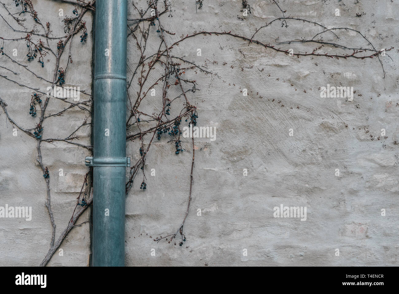 Lucidati drainpipe su grigio muro intonacato e filiali Foto Stock