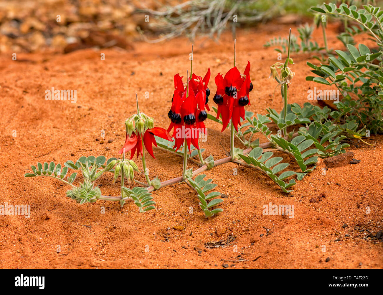 Swainsona formosa, Fabaceae, fiore emblema del Sud Australia si trova spesso nel deserto. Foto Stock