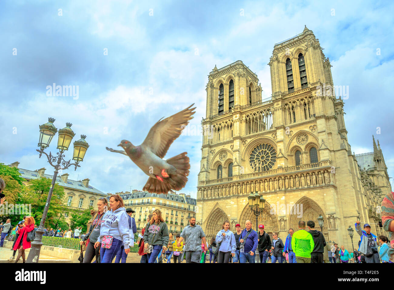 Parigi, Francia - luglio 1, 2017: i piccioni di Notre Dame square. il turista a godere di Parigi. Una popolare destinazione turistica nella capitale francese. La cattedrale sulla Foto Stock