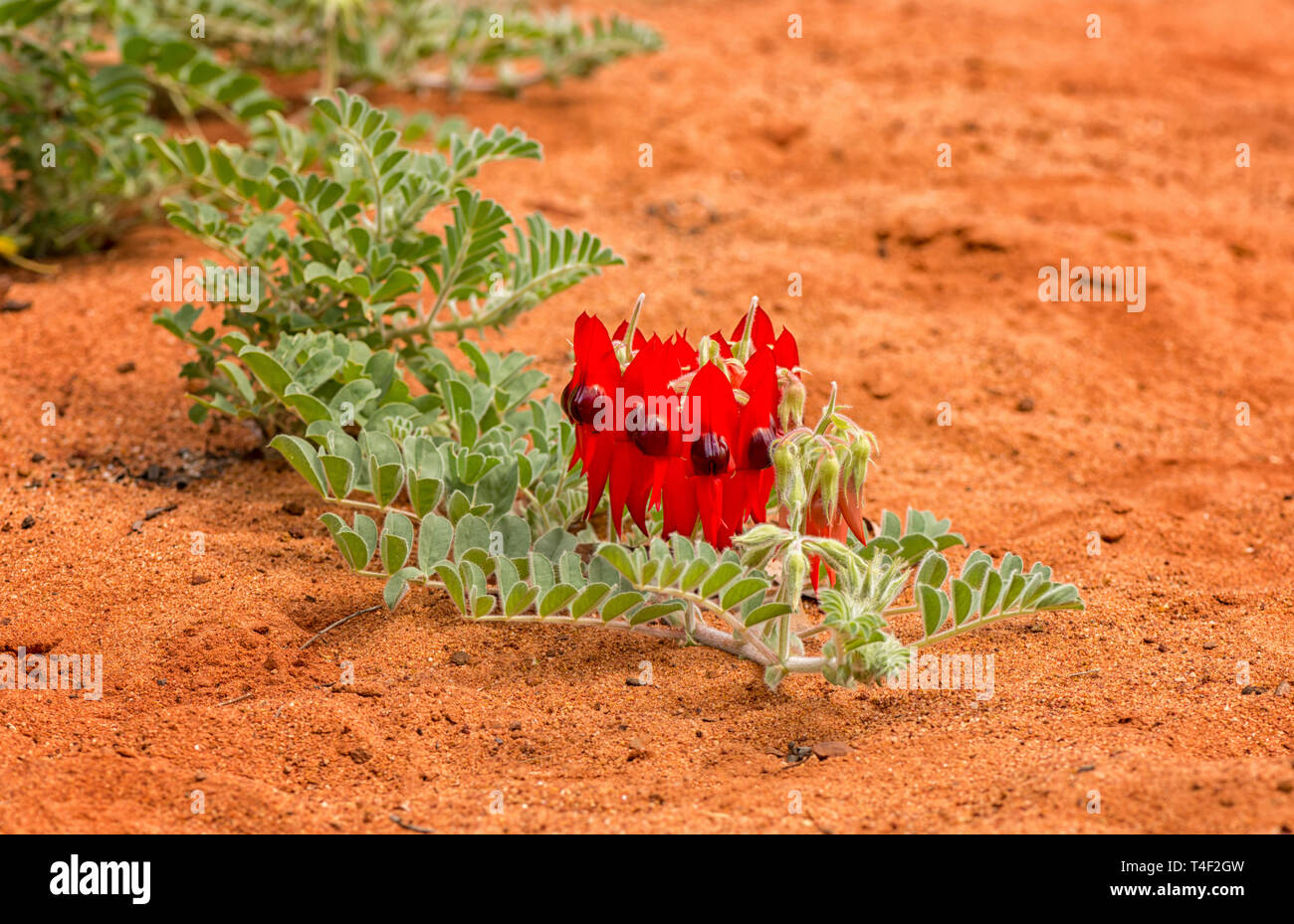 Swainsona formosa, Fabaceae, fiore emblema del Sud Australia si trova spesso nel deserto. Foto Stock