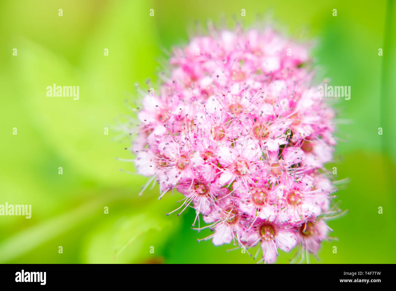 Allium appartiene al genere cipolla. Piante di questo tipo hanno un odore particolare e un sapore bruciante dovuto la presenza di oli volatili. Foto Stock