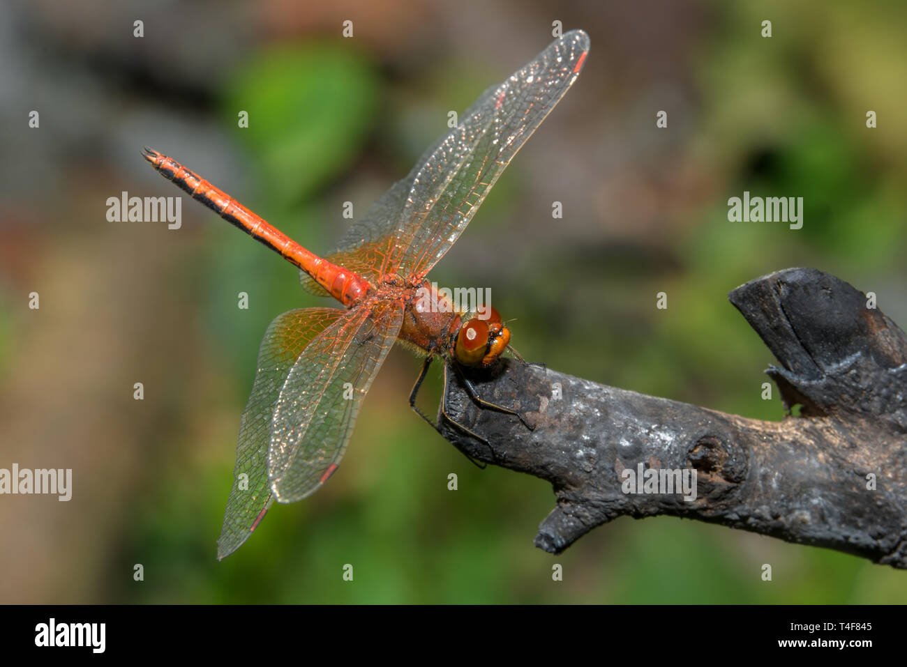 Libellula marrone si siede su un ramo secco Foto Stock