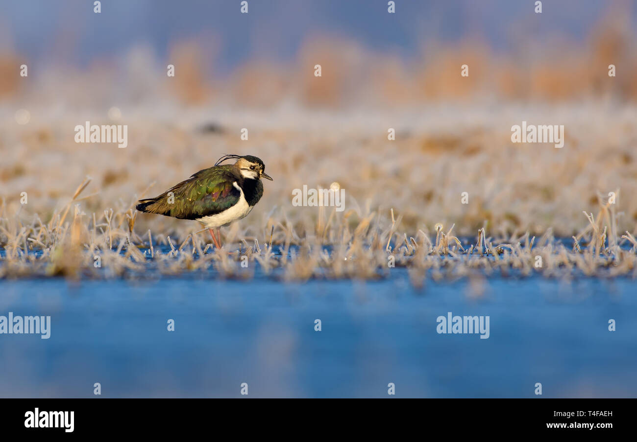 Pavoncella sorge nei pressi di acqua congelata in campi con erba ghiacciata nella fredda mattina Foto Stock