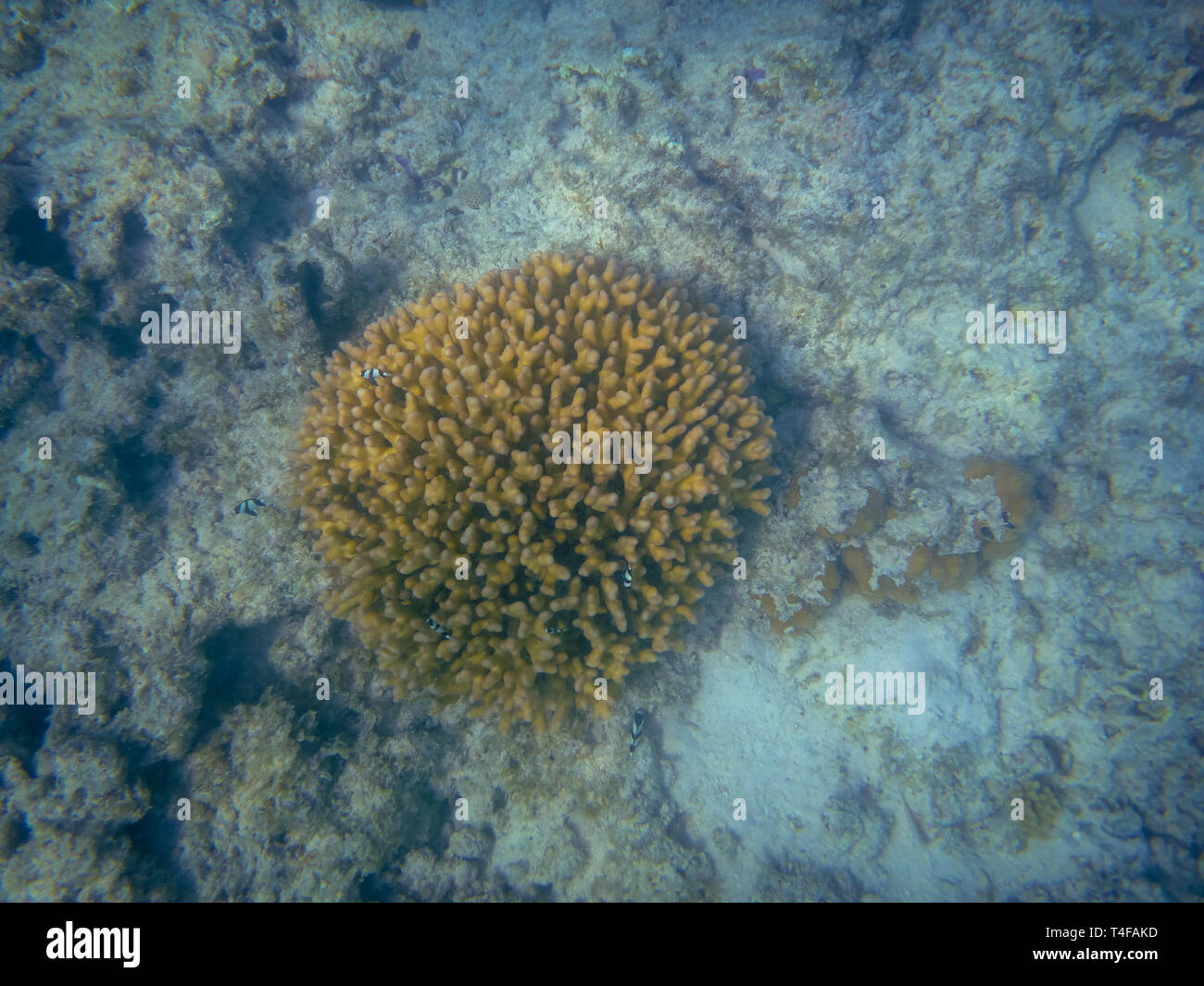 Coral Reef a Cape Range National Park vicino a Exmouth Australia Foto Stock